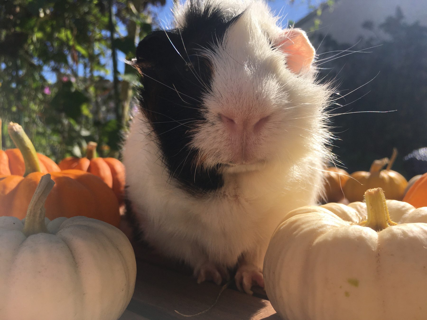 Even Guinea Pigs Think Rent Stabilization Makes Sense! Just Ask Them